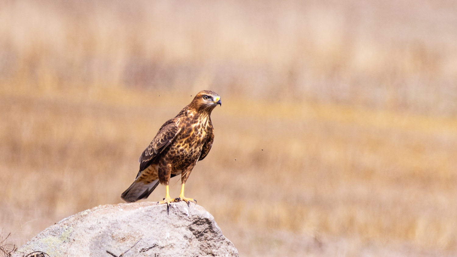 Long-legged Buzzard